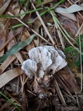 Stereopsis radicans image