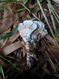 Stereopsis radicans image