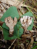 Stereopsis radicans image
