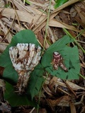Stereopsis radicans image