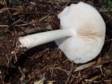 Pluteus brunneidiscus image