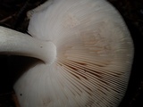Pluteus brunneidiscus image