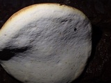 Fomitopsis mounceae image