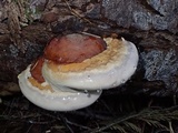Fomitopsis mounceae image