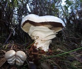 Cortinarius australiensis image