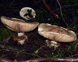 Cortinarius australiensis image