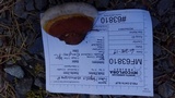 Fomitopsis mounceae image