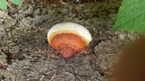 Fomitopsis mounceae image