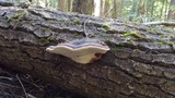 Fomitopsis mounceae image
