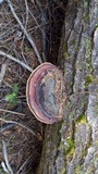 Fomitopsis mounceae image