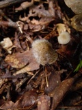 Spinellus fusiger image