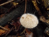 Spinellus fusiger image