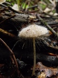 Spinellus fusiger image