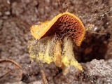 Syzygites megalocarpus image