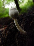 Leucocoprinus cepistipes image