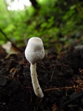 Leucocoprinus cepistipes image