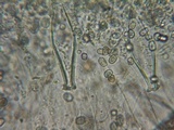 Pluteus brunneidiscus image