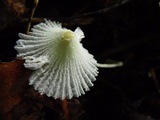 Leucocoprinus fragilissimus image