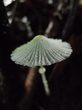 Leucocoprinus fragilissimus image