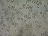 Pluteus brunneidiscus image