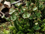 Cladonia cervicornis image