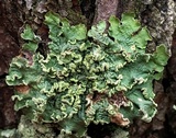 Flavopunctelia soredica image