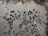 Buellia saxorum image