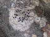 Buellia saxorum image