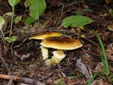Floccularia albolanaripes image
