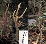 Cordyceps robertsii image