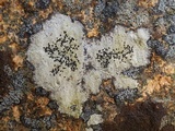 Buellia subdisciformis image
