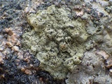 Buellia subdisciformis image