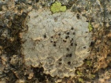Buellia subdisciformis image
