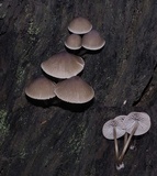 Mycena yuulongicola image