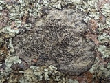 Buellia subdisciformis image