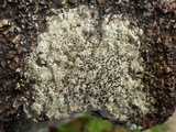 Buellia subdisciformis image