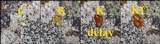 Buellia subdisciformis image