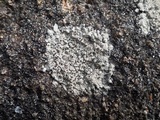 Buellia subdisciformis image