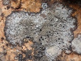 Buellia leptoclinoides image