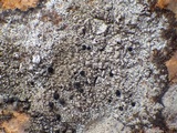 Buellia leptoclinoides image