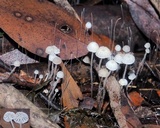 Mycena maldea image