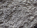 Pertusaria excludens image
