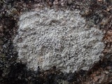 Pertusaria excludens image