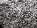 Pertusaria excludens image