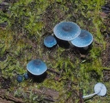 Mycena interrupta image