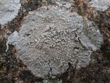 Pertusaria aspergilla image