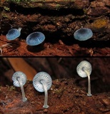 Mycena interrupta image