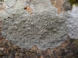 Pertusaria aspergilla image