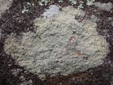 Pertusaria amarescens image