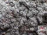 Pertusaria amara f. amara image